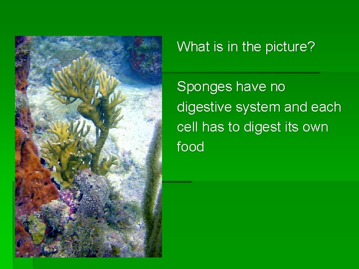 What is in the picture? Sponges have no digestive system and each cell has