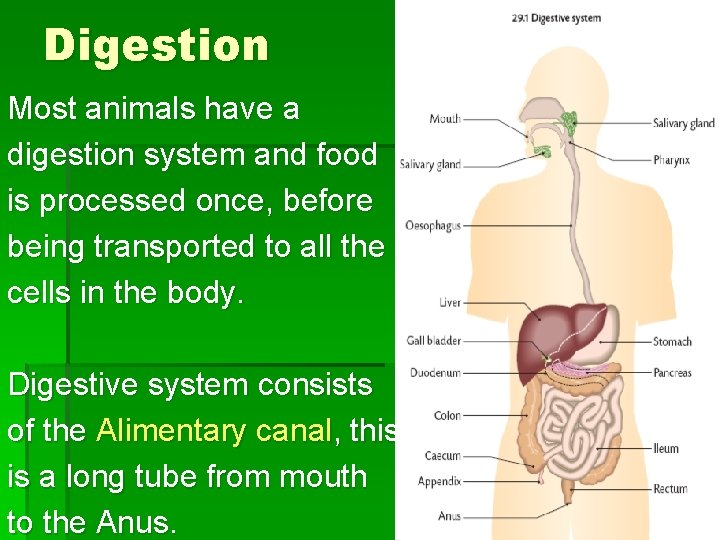 Digestion Most animals have a digestion system and food is processed once, before being