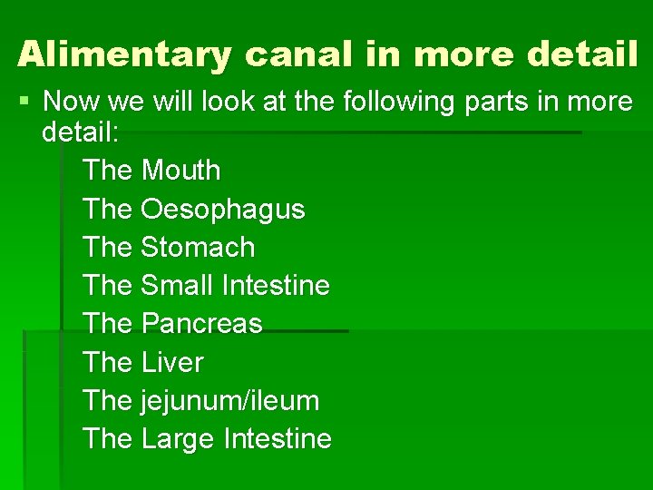 Alimentary canal in more detail § Now we will look at the following parts