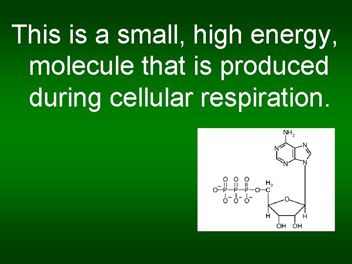 This is a small, high energy, molecule that is produced during cellular respiration. 