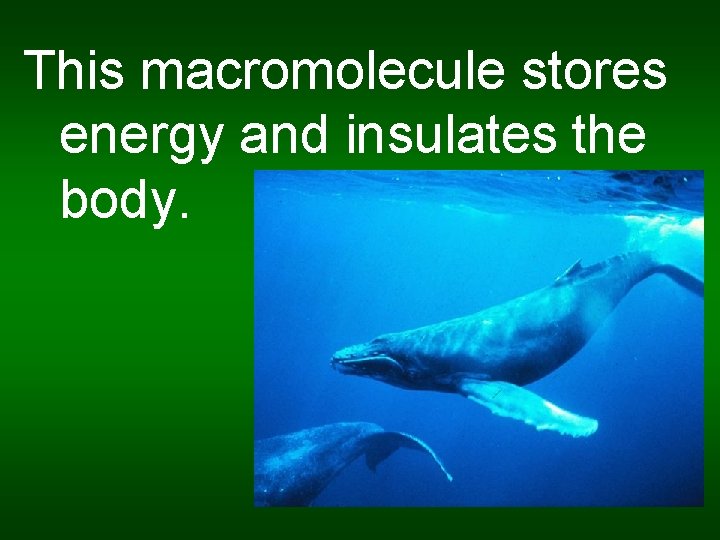 This macromolecule stores energy and insulates the body. 