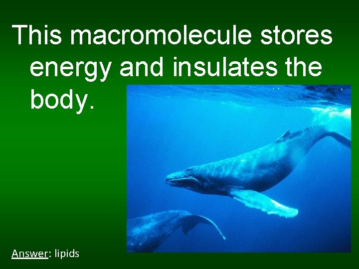 This macromolecule stores energy and insulates the body. Answer: lipids 