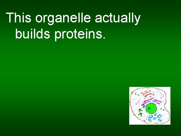 This organelle actually builds proteins. 