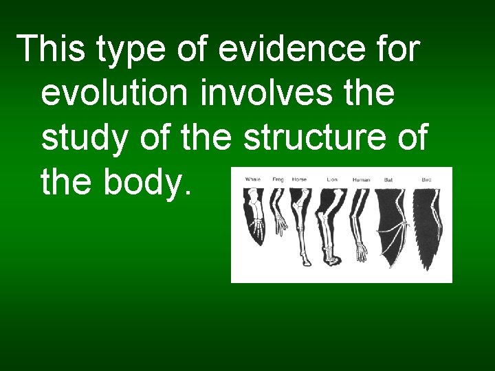 This type of evidence for evolution involves the study of the structure of the
