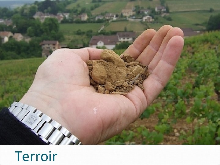 Terroir 