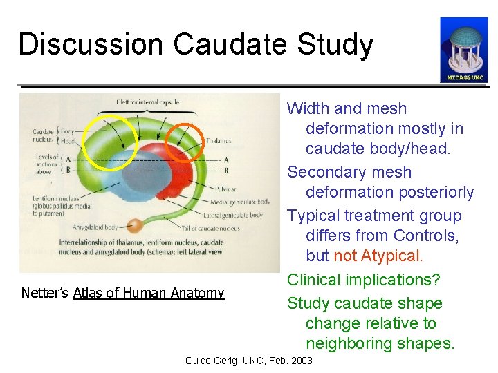 Discussion Caudate Study Netter’s Atlas of Human Anatomy Width and mesh deformation mostly in