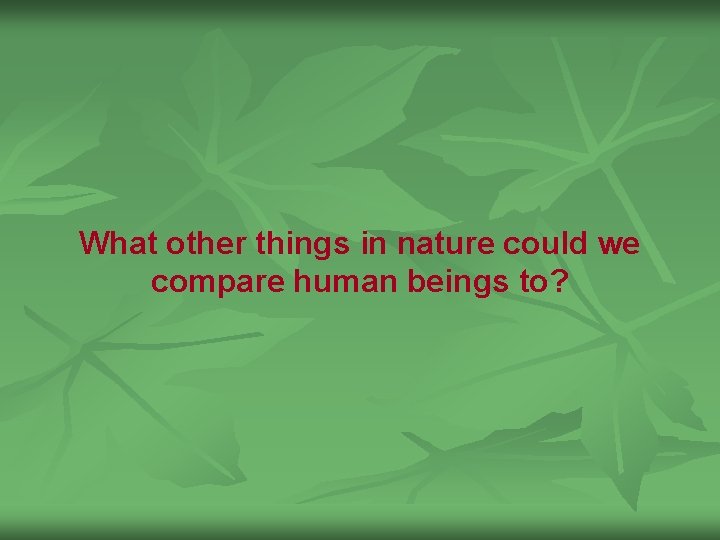 What other things in nature could we compare human beings to? 