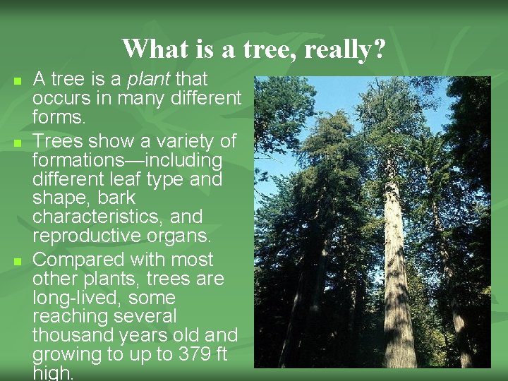 What is a tree, really? n n n A tree is a plant that