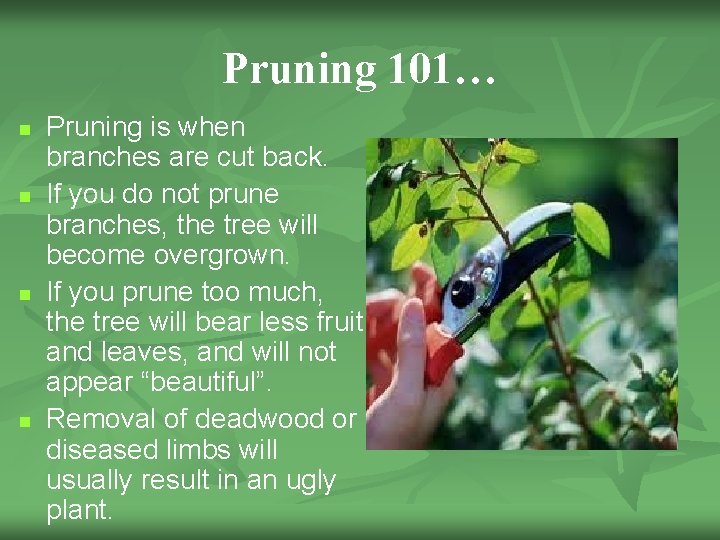 Pruning 101… n n Pruning is when branches are cut back. If you do