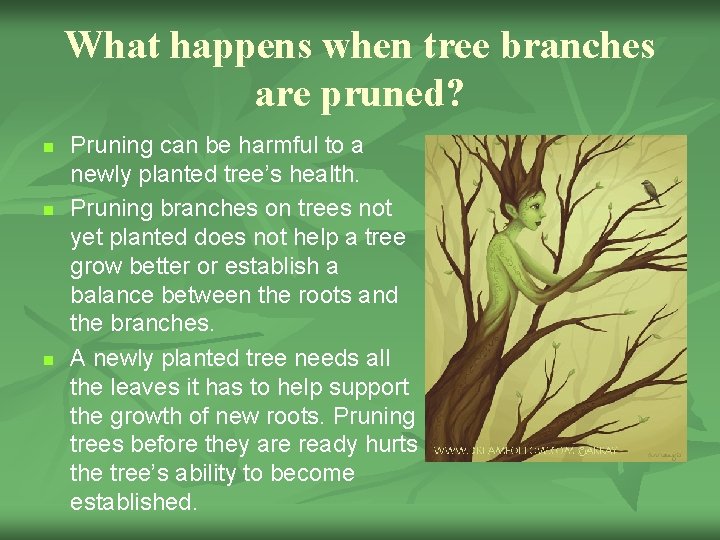 What happens when tree branches are pruned? n n n Pruning can be harmful