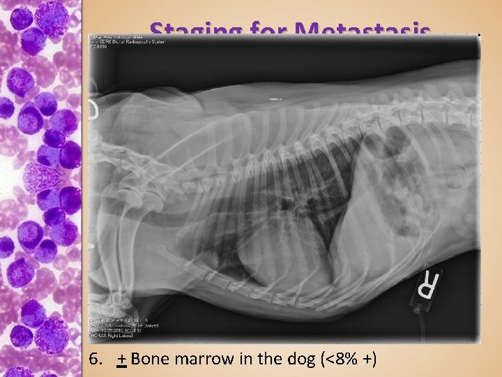 Staging for Metastasis 1. Histopathology for grading – Excisional if resectable – Incisional if