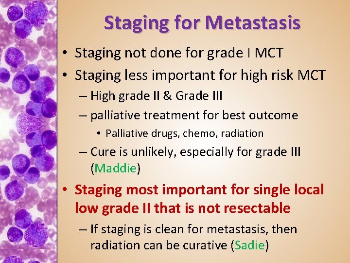 Staging for Metastasis • Staging not done for grade I MCT • Staging less