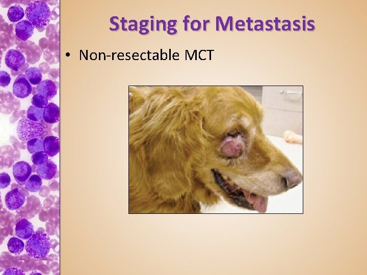 Staging for Metastasis • Non-resectable MCT 