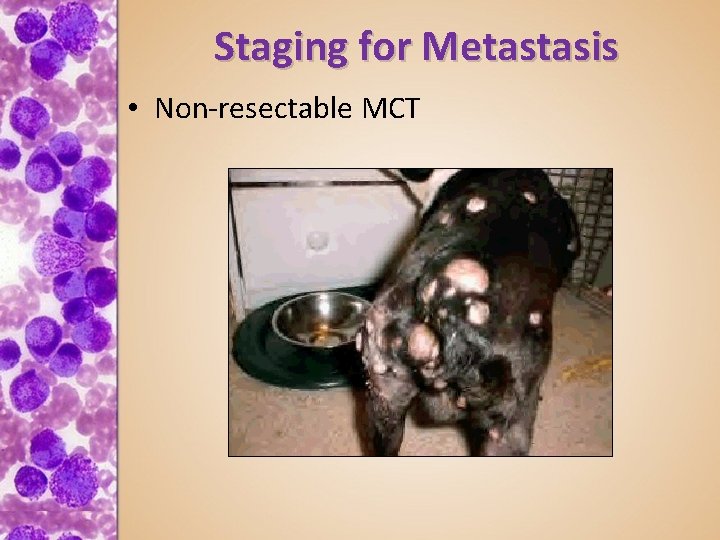 Staging for Metastasis • Non-resectable MCT 