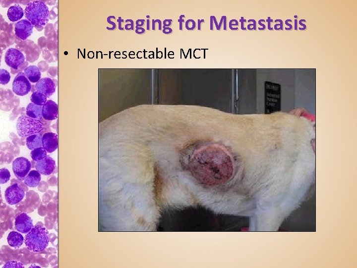 Staging for Metastasis • Non-resectable MCT 
