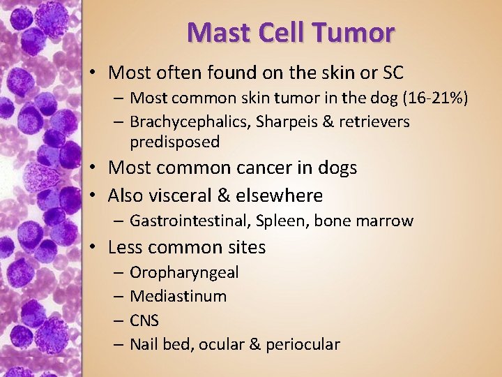 Mast Cell Tumor • Most often found on the skin or SC – Most