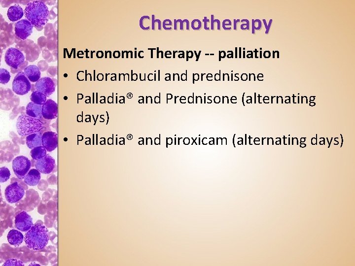 Chemotherapy Metronomic Therapy -- palliation • Chlorambucil and prednisone • Palladia® and Prednisone (alternating