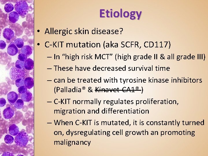 Etiology • Allergic skin disease? • C-KIT mutation (aka SCFR, CD 117) – In