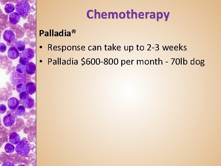 Chemotherapy Palladia® • Response can take up to 2 -3 weeks • Palladia $600