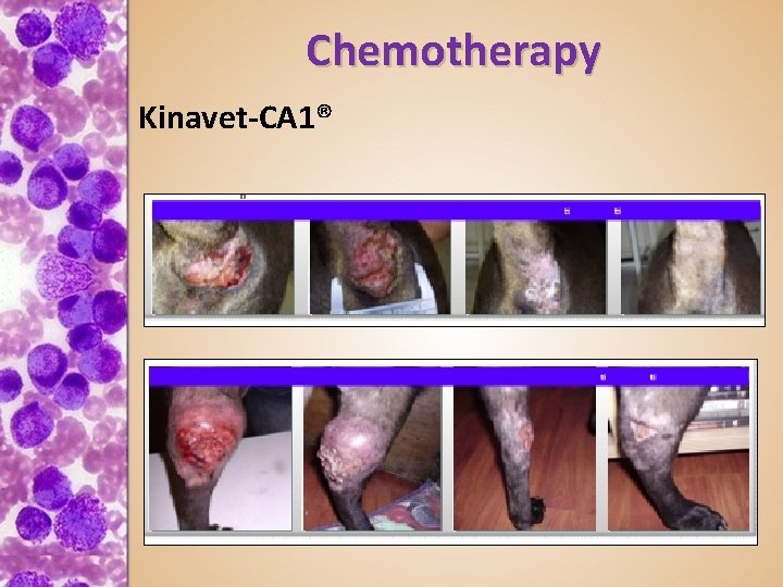 Chemotherapy Kinavet-CA 1® 