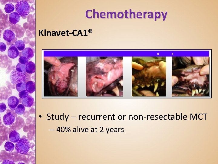 Chemotherapy Kinavet-CA 1® • Study – recurrent or non-resectable MCT – 40% alive at