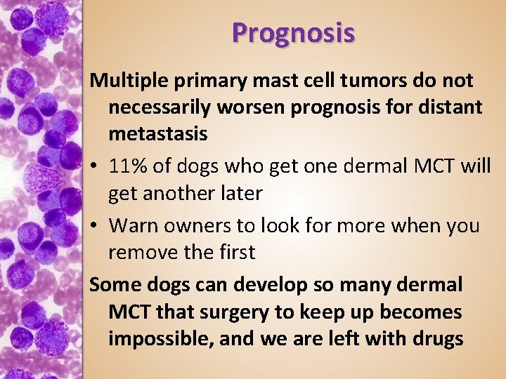 Prognosis Multiple primary mast cell tumors do not necessarily worsen prognosis for distant metastasis