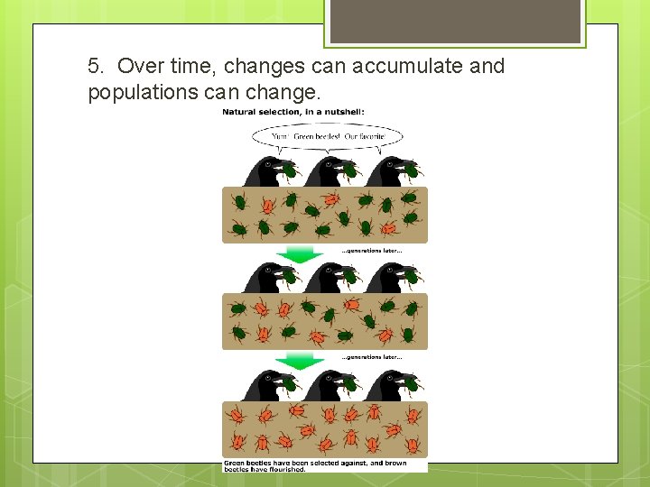 5. Over time, changes can accumulate and populations can change. 