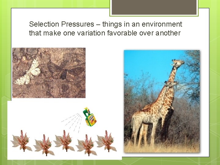 Selection Pressures – things in an environment that make one variation favorable over another