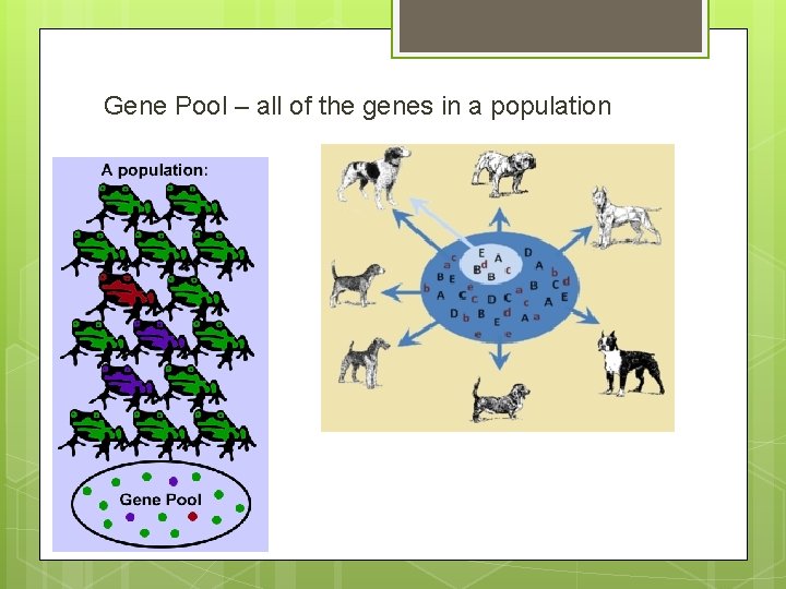Gene Pool – all of the genes in a population 