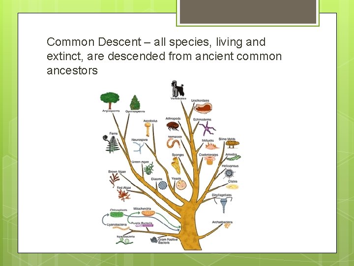 Common Descent – all species, living and extinct, are descended from ancient common ancestors