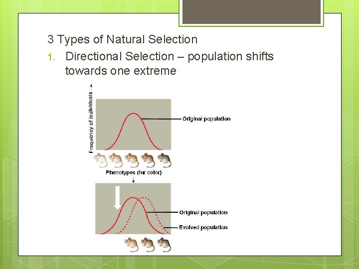 3 Types of Natural Selection 1. Directional Selection – population shifts towards one extreme