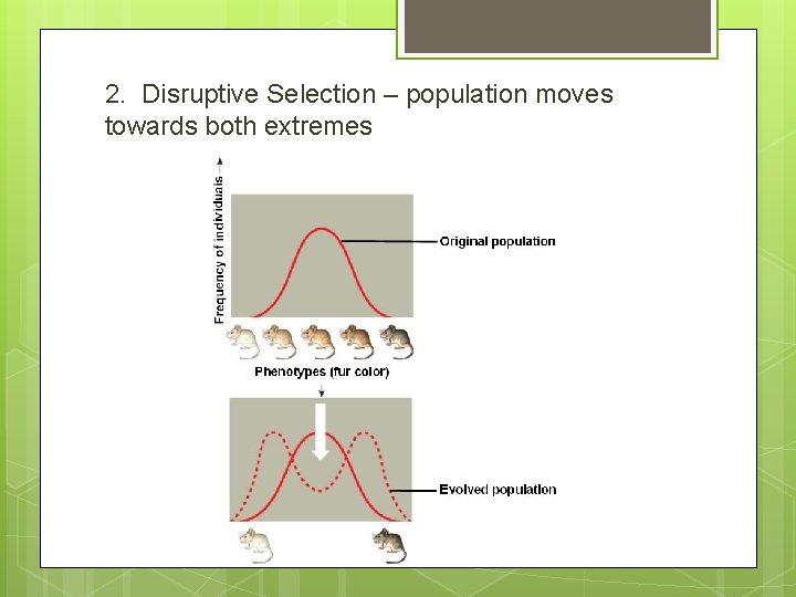 2. Disruptive Selection – population moves towards both extremes 