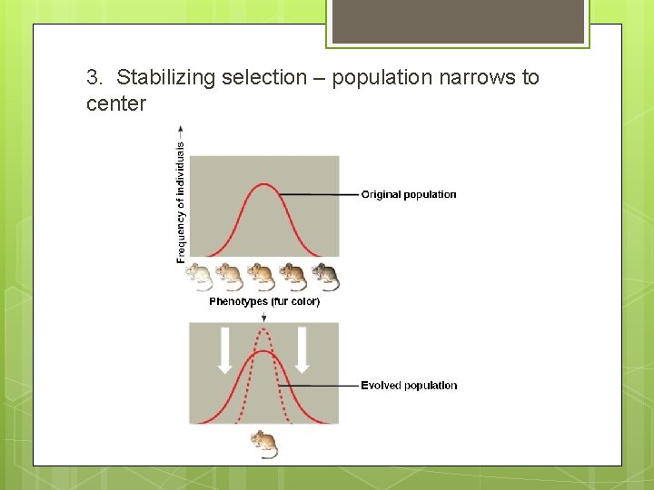 3. Stabilizing selection – population narrows to center 