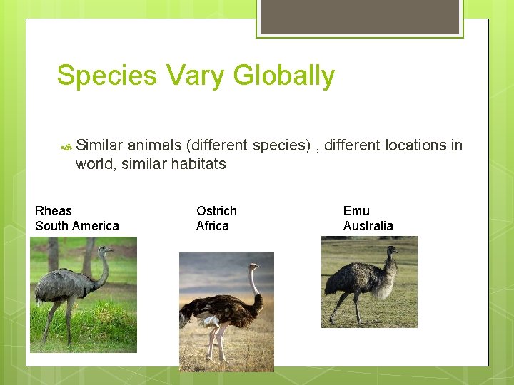 Species Vary Globally Similar animals (different species) , different locations in world, similar habitats
