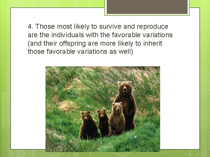 4. Those most likely to survive and reproduce are the individuals with the favorable