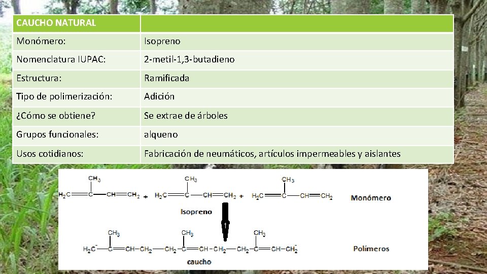 CAUCHO NATURAL Monómero: Isopreno Nomenclatura IUPAC: 2 -metil-1, 3 -butadieno Estructura: Ramificada Tipo de