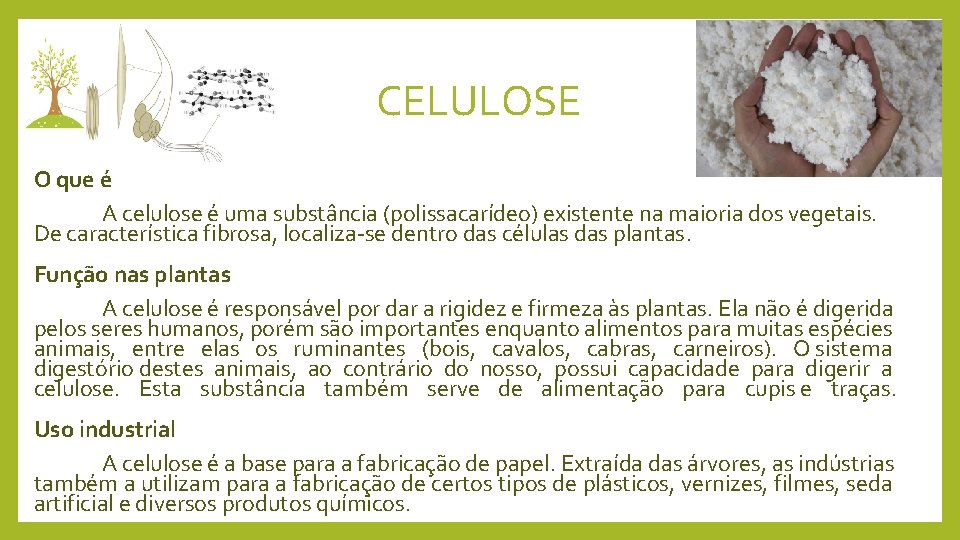 PLANTAS PRODUTORAS DE CELULOSE Por Gabriela Leite e