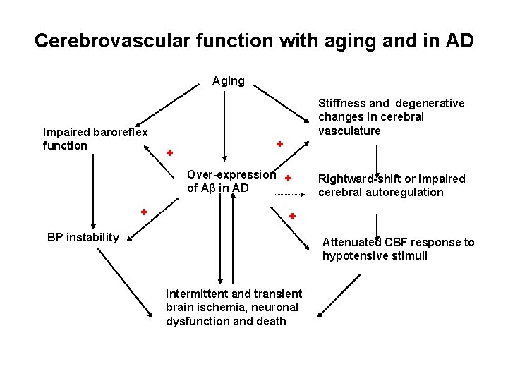 Cerebrovascular function with aging and in AD Aging Impaired baroreflex function Stiffness and degenerative