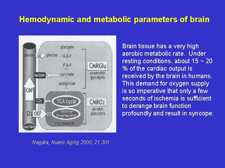 Hemodynamic and metabolic parameters of brain Brain tissue has a very high aerobic metabolic