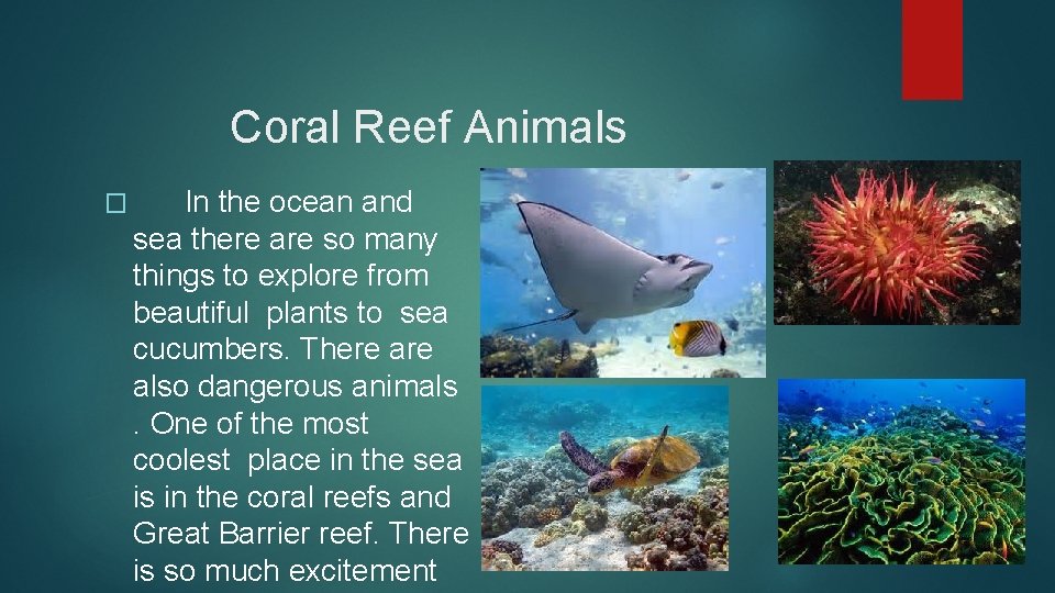 Coral Reef Animals � In the ocean and sea there are so many things