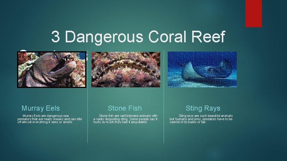 3 Dangerous Coral Reef Creatures Murray Eels are dangerous sea predators that are really