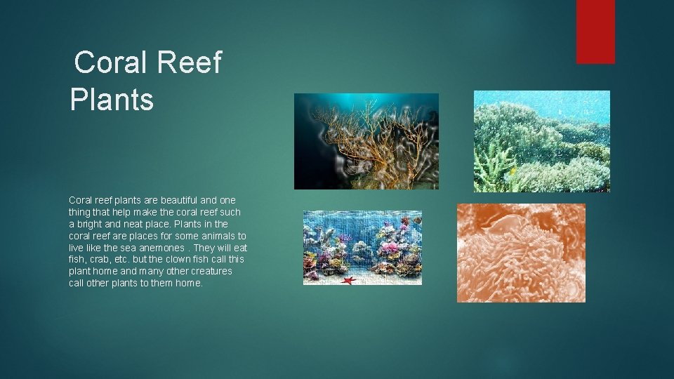 Coral Reef Plants Coral reef plants are beautiful and one thing that help make