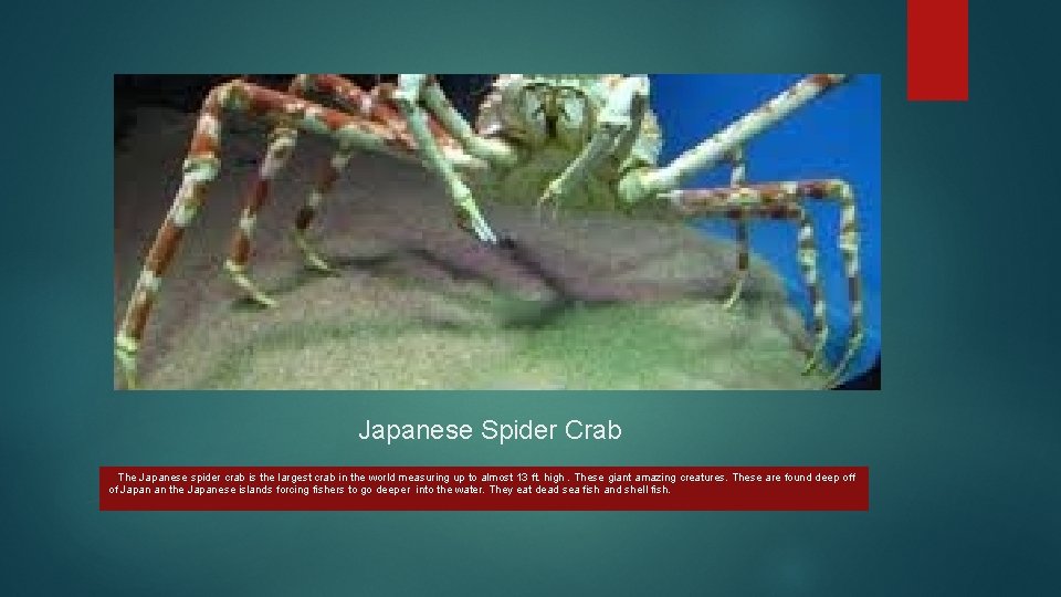 Japanese Spider Crab The Japanese spider crab is the largest crab in the world