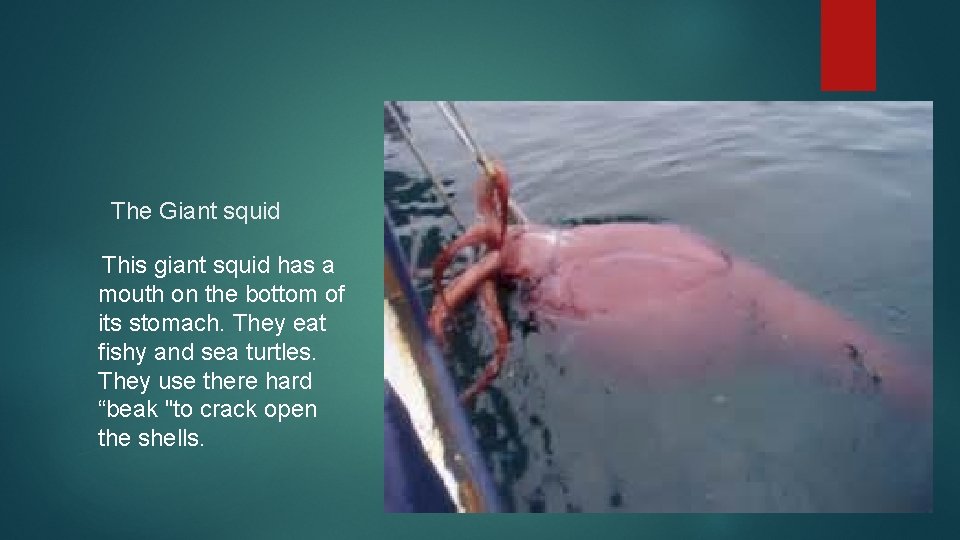 The Giant squid This giant squid has a mouth on the bottom of its