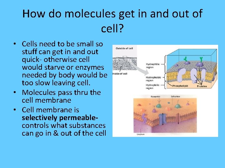 How do molecules get in and out of cell? • Cells need to be
