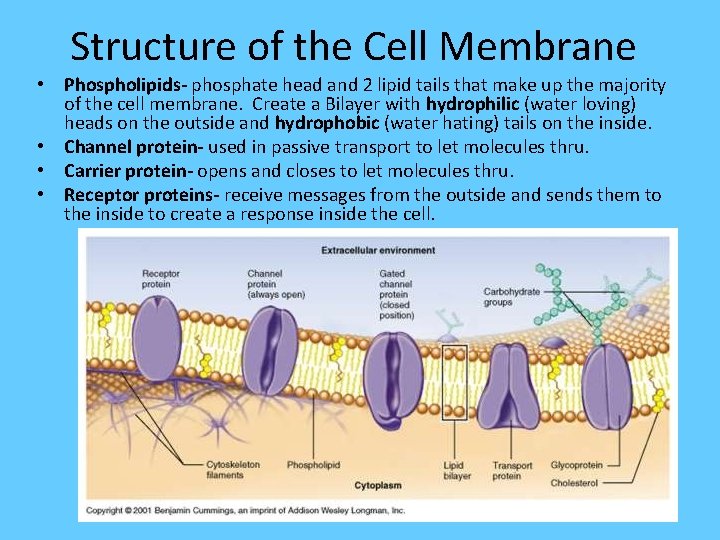 Structure of the Cell Membrane • Phospholipids- phosphate head and 2 lipid tails that