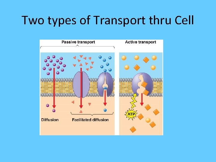 Two types of Transport thru Cell 