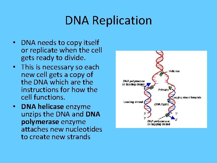 DNA Replication • DNA needs to copy itself or replicate when the cell gets