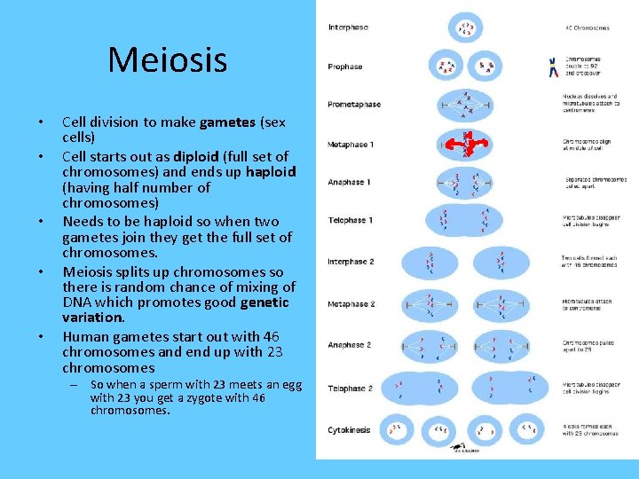Meiosis • • • Cell division to make gametes (sex cells) Cell starts out