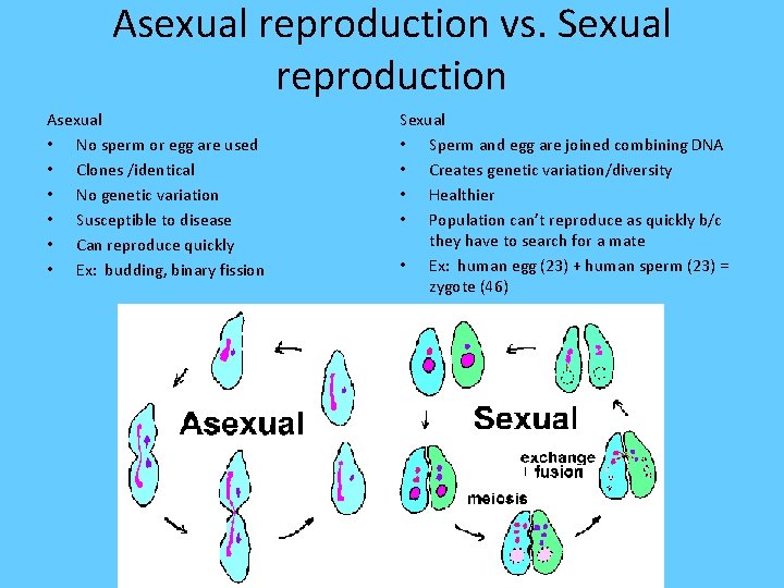 Asexual reproduction vs. Sexual reproduction Asexual • No sperm or egg are used •